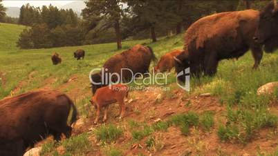 (1113) Bison Grazing on Ranch Land with Calves