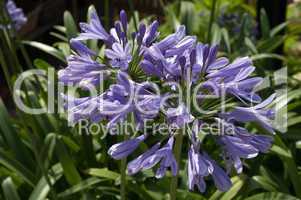 Agapanthus