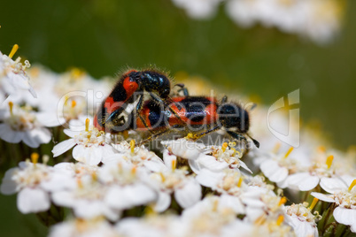 zottiger bienenkäfer