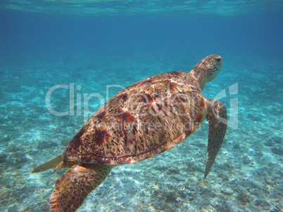 Wasserschildkröte