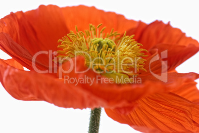 Mohn