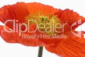 Mohn