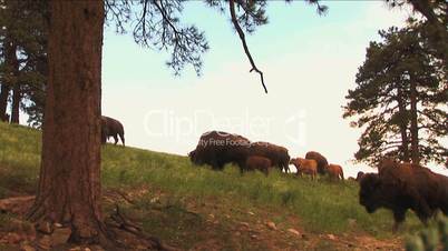 (1113) Bison Grazing on Ranch Land with Calves