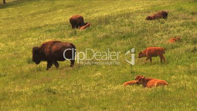 (1113) Bison Grazing on Ranch Land with Calves