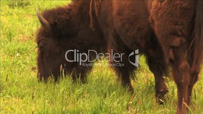 (1113) Bison Grazing on Ranch Land with Calves