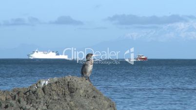 Cormorant seabird and boats