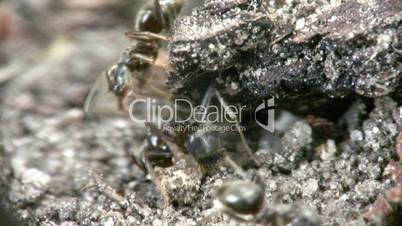 Ants close-up II.