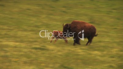 (1113) Bison Grazing on Spring Grass Ranchland with Nursing Calves