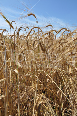 Ripe Barley