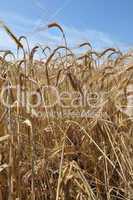 Ripe Barley