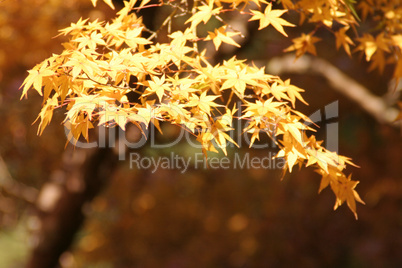 Fall in Japan