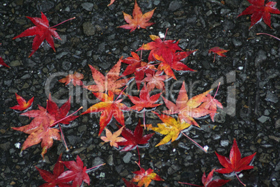 Maple leaves on the road