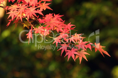 Fall Foliage