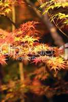 Japanese Fall Foliage