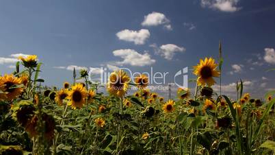 Feld mit Sonnenblumen