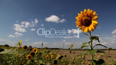 Freihstehende Sonnenblume