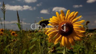 Sonnenblume im Wind