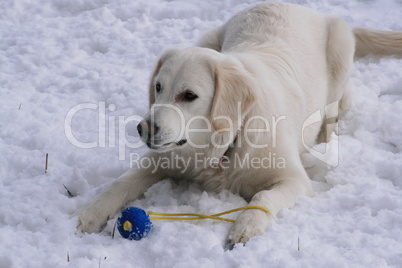 Golden Retriever beim Spielen im Schnee