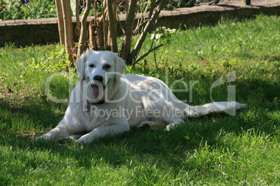 weißer Golden Retriever