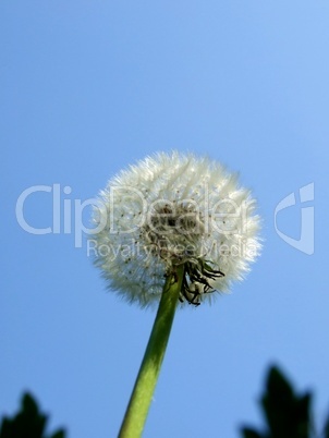 Pusteblume 1