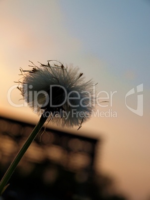 Pusteblume im Abendlicht