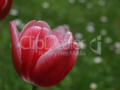 Blüte einer Tulpe