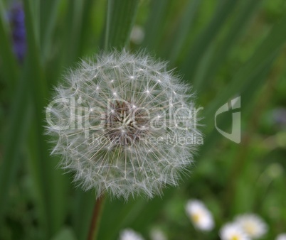 Pusteblume leuchtend