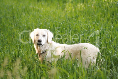 Golden Retriever