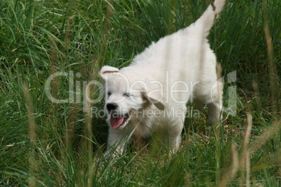 weißer Hund