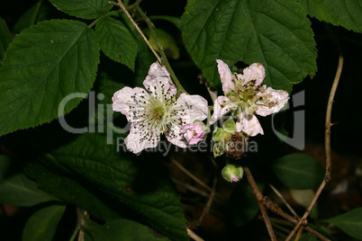 Brombeerblüte