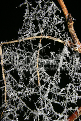 Eisiges Spinnennetz