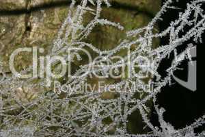 Eisiges Spinnennetz