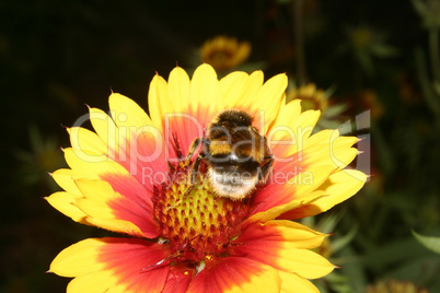 Hummel auf einer Bluete