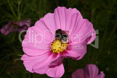 Hummel auf einer Bluete