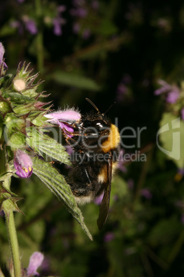 Hummel auf einer Bluete