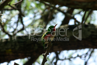 Smaragd Kolibrie