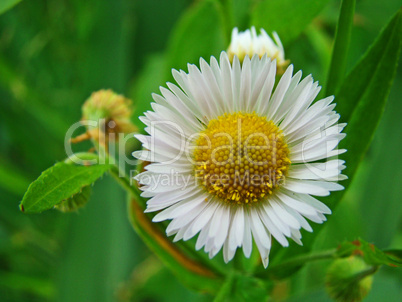 gänseblümchen