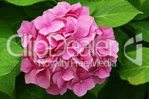 rosa hortensie