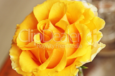 gelbe rose