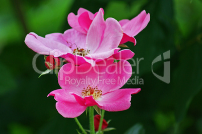 rosa rosenzweig