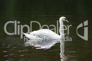 weißer schwan