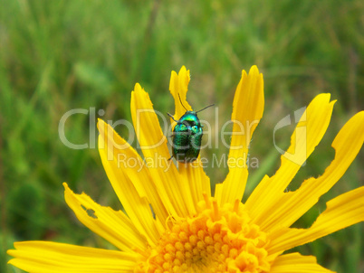 Der Käfer und die Blume