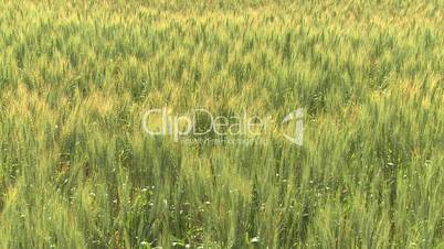Ripening barley field