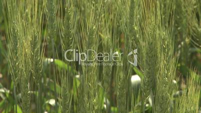 Barley close up