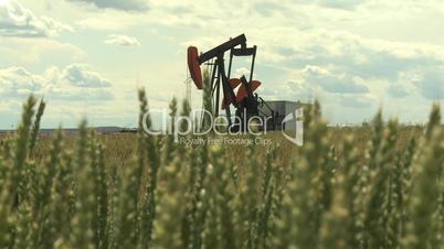 Oil pump jack in wheat field 2