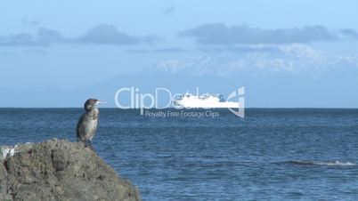 Cormorant seabird and passing ship.