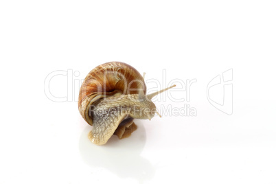 Weinbergschnecke