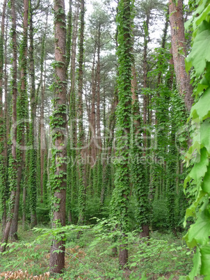 Kletterpflanze an Bäumen in Japan