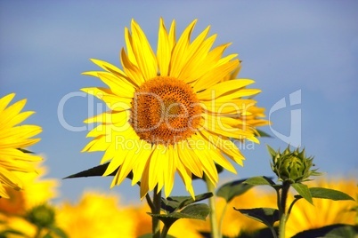 sonnenblumen