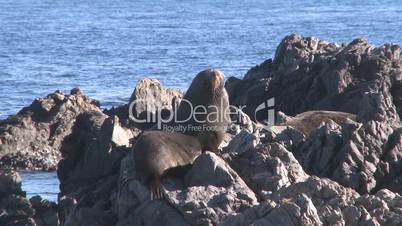 Seal relaxs on rocks